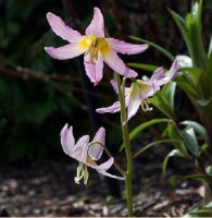 КАНДЫК ( х ERYTHRONIUM ) KINFAUNS PINK КАНДЫК ( х ERYTHRONIUM ) KINFAUNS PINK
