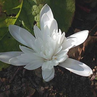 БЕЗВРЕМЕННИК ОСЕННИЙ ( COLCHICUM AUTOMNALE ) ALBOPLENUM