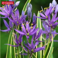 КАМАССИЯ КВАМАШ (CAMASSIA QUAMASH) BLUE MELODY КАМАССИЯ КВАМАШ (CAMASSIA QUAMASH) BLUE MELODY
