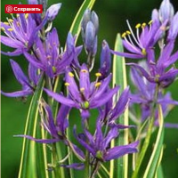 КАМАССИЯ КВАМАШ (CAMASSIA QUAMASH) BLUE MELODY