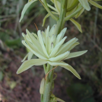 КАМАССИЯ ЛЕЙХТЛИНА (CAMASSIA LEICHTLINII) PLENA КАМАССИЯ ЛЕЙХТЛИНА (CAMASSIA LEICHTLINII) PLENA