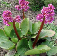 БАДАН СЕРДЦЕЛИСТНЫЙ ( BERGENIA X CORDIFOLIA ) PURPLE GLOCKEN