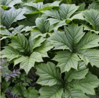 РОДЖЕРСИЯ ПОДОФИЛЛОВАЯ ИЛИ СТОПОЛИСТНАЯ (RODGERSIA PODOPHYLLA) РОДЖЕРСИЯ ПОДОФИЛЛОВАЯ ИЛИ СТОПОЛИСТНАЯ (RODGERSIA PODOPHYLLA)