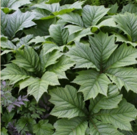 РОДЖЕРСИЯ ПОДОФИЛЛОВАЯ ИЛИ СТОПОЛИСТНАЯ (RODGERSIA PODOPHYLLA)