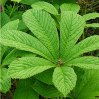 РОДЖЕРСИЯ КОНСКОКАШТАНОЛИСТНАЯ (RODGERSIA AESCULOFOLIA) РОДЖЕРСИЯ КОНСКОКАШТАНОЛИСТНАЯ (RODGERSIA AESCULOFOLIA)