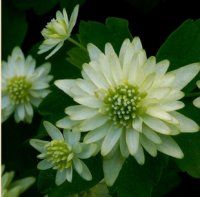 АНЕМОНЕЛЛА ВАСИЛИСТНИКОВАЯ (ANEMONELLA THALICTROIDES) BETTY BLAKE АНЕМОНЕЛЛА ВАСИЛИСТНИКОВАЯ (ANEMONELLA THALICTROIDES) BETTY BLAKE
