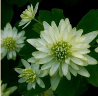 АНЕМОНЕЛЛА ВАСИЛИСТНИКОВАЯ (ANEMONELLA THALICTROIDES) BETTY BLAKE