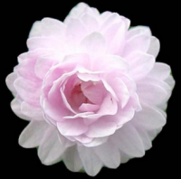 АНЕМОНЕЛЛА ВАСИЛИСТНИКОВАЯ (ANEMONELLA THALICTROIDES) CAMEO АНЕМОНЕЛЛА ВАСИЛИСТНИКОВАЯ (ANEMONELLA THALICTROIDES) CAMEO