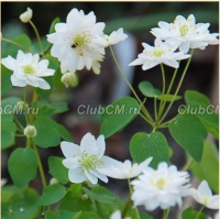 АНЕМОНЕЛЛА ВАСИЛИСТНИКОВАЯ (ANEMONELLA THALICTROIDES) PURITY АНЕМОНЕЛЛА ВАСИЛИСТНИКОВАЯ (ANEMONELLA THALICTROIDES) PURITY