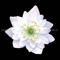 АНЕМОНЕЛЛА ВАСИЛИСТНИКОВАЯ (ANEMONELLA THALICTROIDES) SNOWFLAKE АНЕМОНЕЛЛА ВАСИЛИСТНИКОВАЯ (ANEMONELLA THALICTROIDES) SNOWFLAKE