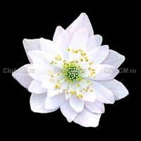 АНЕМОНЕЛЛА ВАСИЛИСТНИКОВАЯ (ANEMONELLA THALICTROIDES) SNOWFLAKE