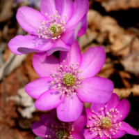 ПЕЧЕНОЧНИЦА БЛАГОРОДНАЯ ( HEPATICA NOBILIS ) f. Pink ПЕЧЕНОЧНИЦА БЛАГОРОДНАЯ ( HEPATICA NOBILIS ) f. Pink