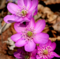 ПЕЧЕНОЧНИЦА БЛАГОРОДНАЯ ( HEPATICA NOBILIS ) f. Pink