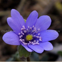 ПЕЧЕНОЧНИЦА ТРАНСИЛЬВАНСКАЯ (HEPATICA TRANSILVANICA) DE BUIS ПЕЧЕНОЧНИЦА ТРАНСИЛЬВАНСКАЯ (HEPATICA TRANSILVANICA) DE BUIS