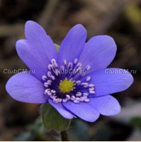 ПЕЧЕНОЧНИЦА ТРАНСИЛЬВАНСКАЯ (HEPATICA TRANSILVANICA) DE BUIS