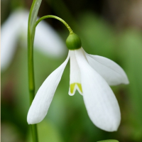 ПОДСНЕЖНИК ВОРОНОВА (GALANTHUS WORONOWII)