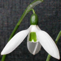 ПОДСНЕЖНИК ИКАРИЙСКИЙ ( GALANTHUS IKARIAE )