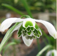 ПОДСНЕЖНИК (GALANTHUS) HIPPOLYTA