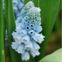 МУСКАРИ ЛАЗОРЕВЫЙ (MUSCARI AZUREUM)