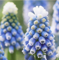 МУСКАРИ ЛАЗОРЕВЫЙ (MUSCARI AZUREUM) MOUNT HOOD