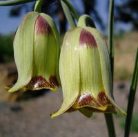 РЯБЧИК ИГЛОЛЕПЕСТНЫЙ ( FRITILLARIA ACMOPETALA )