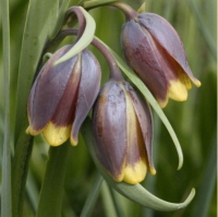 РЯБЧИК ЛИСЬЕЯГОДНЫЙ (FRITILLARIA UVA - VULPIS)