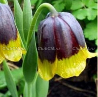 РЯБЧИК МИХАЙЛОВСКОГО (FRITILLARIA MICHAILOWSKYI)