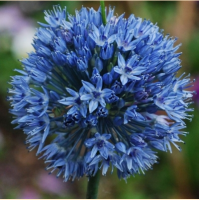 ЛУК ГОЛУБОЙ (ALLIUM CAERULEUM)