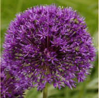 ЛУК ГОЛЛАНДСКИЙ (ALLIUM HOLLANDICUM) PURPLE SENSATION