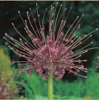 ЛУК  ШУБЕРТА ( ALLIUM  SCHUBERTII ) 