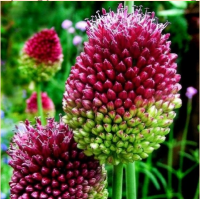 ЛУК КРУГЛОГОЛОВЫЙ (ALLIUM SPHAEROCEPHALON)