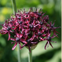 ЛУК ТЕМНО-ПУРПУРОВЫЙ (ALLIUM ATROPURPUREUM)