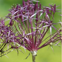 ЛУК ХРИСТОФА ( ALLIUM CHRISTOPHII )