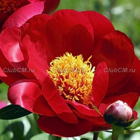 ПИОН ( PAEONIA ) SCARLET O'HARA