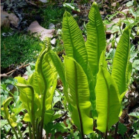 ЛИСТОВИК СКОЛОПЕНДРОВЫЙ (ASPLENIUM SCOLOPENDRIUM) ЛИСТОВИК СКОЛОПЕНДРОВЫЙ (ASPLENIUM SCOLOPENDRIUM)