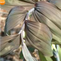 КУПЕНА ( x POLYGONATUM ) BETBERG КУПЕНА ( x POLYGONATUM ) BETBERG