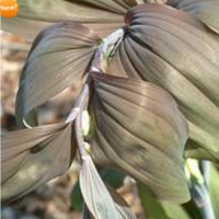 КУПЕНА ( x POLYGONATUM ) BETBERG