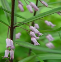 КУПЕНА МУТОВЧАТАЯ ( POLYGONATUM VERTICILLATUM ) var. rubrum КУПЕНА МУТОВЧАТАЯ ( POLYGONATUM VERTICILLATUM ) var. rubrum
