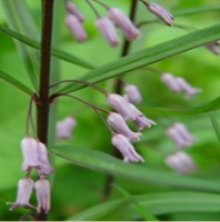 КУПЕНА МУТОВЧАТАЯ ( POLYGONATUM VERTICILLATUM ) var. rubrum