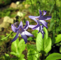 ЛИЛИЯ ГОРНАЯ = ИКСИОЛИРИОН (IXIOLIRION MONTANUM) ЛИЛИЯ ГОРНАЯ = ИКСИОЛИРИОН (IXIOLIRION MONTANUM)