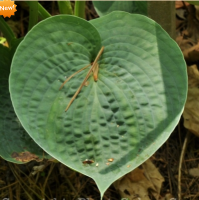 ХОСТА (HOSTA) AH-HA-HA-BAH ХОСТА (HOSTA) AH-HA-HA-BAH
