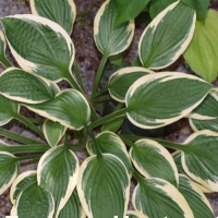 ХОСТА (HOSTA) IVORY NECKLACE ХОСТА (HOSTA) IVORY NECKLACE