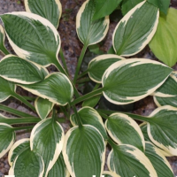 ХОСТА (HOSTA) IVORY NECKLACE