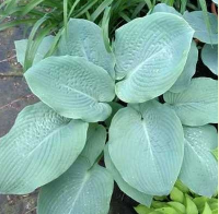 ХОСТА (HOSTA) BLUE MAMMOTH ХОСТА (HOSTA) BLUE MAMMOTH