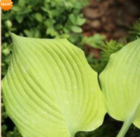ХОСТА ( HOSTA ) GOLDEN GOAL ХОСТА ( HOSTA ) GOLDEN GOAL