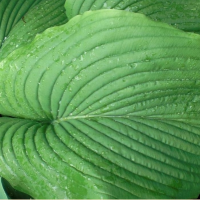 ХОСТА ( HOSTA ) GREEN ACRES ХОСТА ( HOSTA ) GREEN ACRES