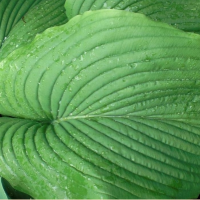 ХОСТА ( HOSTA ) GREEN ACRES