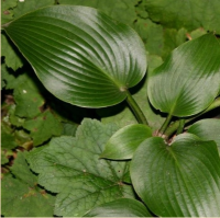 ХОСТА ( HOSTA ) GRUNSPECHT ХОСТА ( HOSTA ) GRUNSPECHT