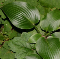 ХОСТА ( HOSTA ) GRUNSPECHT