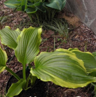 ХОСТА ( HOSTA ) GINSU KNIFE ХОСТА ( HOSTA ) GINSU KNIFE